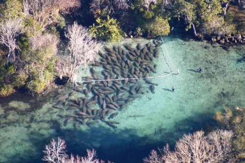 Aerial view of a clear water area with a group of manatees and people near a wooden platform surrounded by trees.