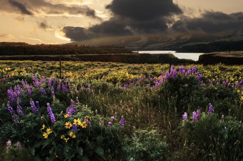 A vibrant field of purple and yellow wildflowers under a dramatic sky, with a lake and mountains in the background.