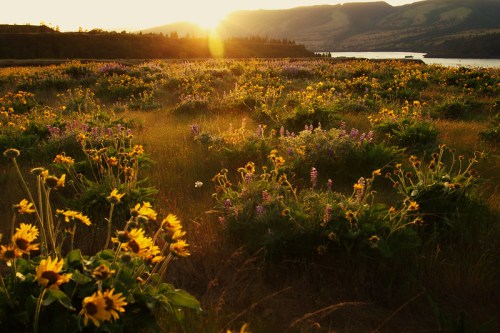 A vibrant field of wildflowers in bloom at sunset, with a river and mountains in the background.
