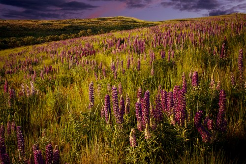 A vibrant field of purple lupine flowers stretches across a grassy landscape under a dramatic sky.