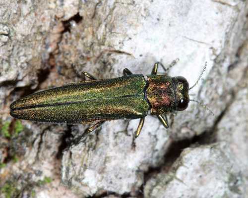 Close-up of a shiny green beetle on textured bark, showcasing its metallic sheen and detailed features.