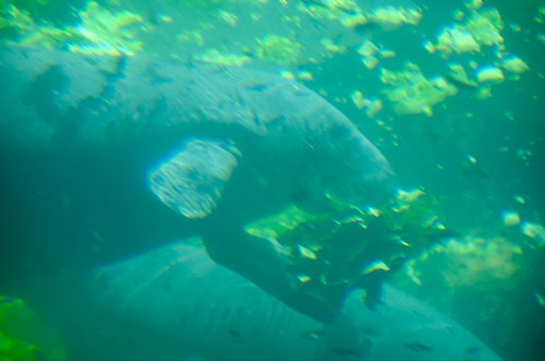 A manatee swimming underwater among rocks and small fish in a clear blue-green environment.