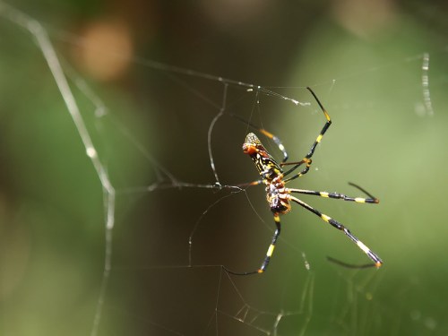 A colorful spider with yellow and black markings sits in its intricate web against a blurred green background.
