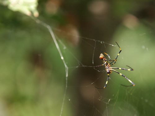 A colorful spider with yellow and black markings spins a web in a blurred green background.