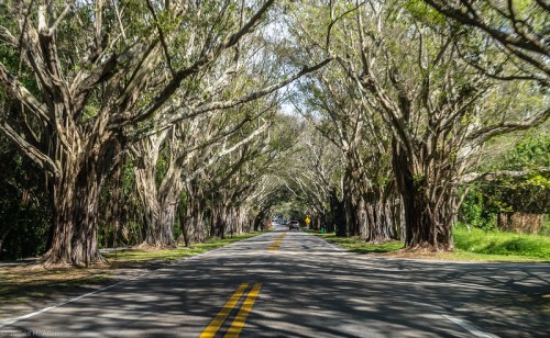 A scenic road lined with tall, bare trees creating a natural canopy overhead on a sunny day.