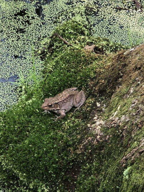 A brown frog sits on mossy ground near a pond, surrounded by green plants and water.