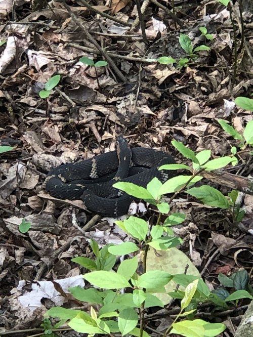 A black snake coiled among leaves and greenery in a forested area.