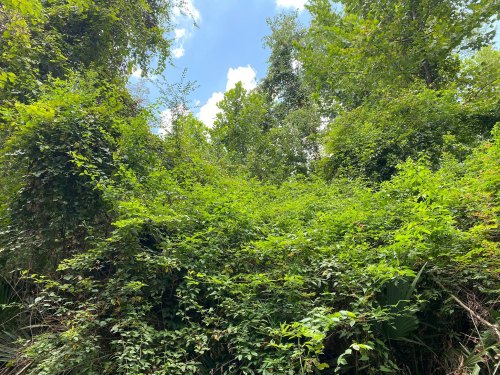 Lush green foliage and trees under a bright blue sky, creating a vibrant natural landscape.