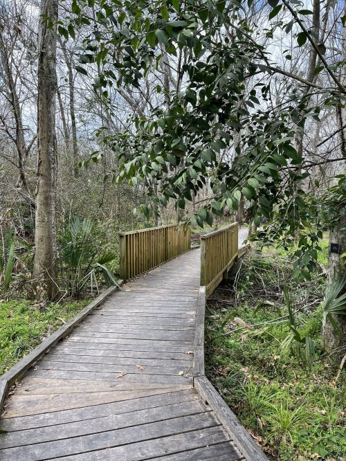 A wooden boardwalk winding through a lush, green forest with trees and foliage on either side.