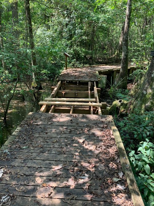 A wooden boardwalk through a lush, green forest with trees and foliage surrounding it.
