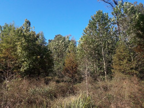 A dense forest with tall trees and lush greenery under a clear blue sky.