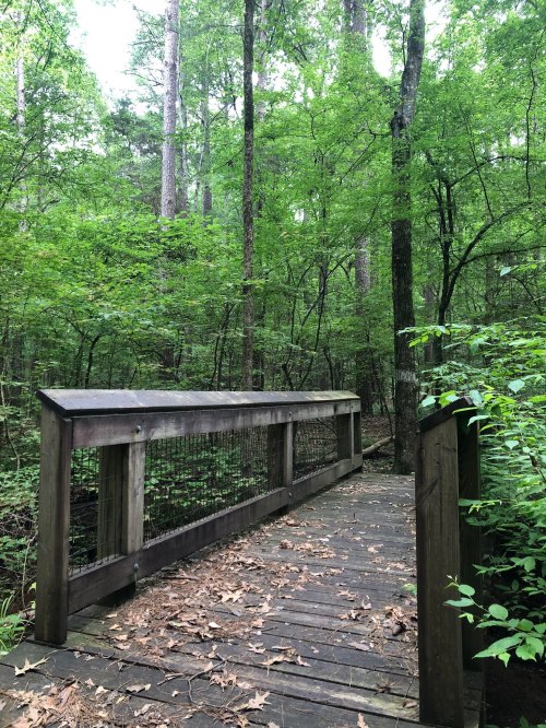 A wooden bridge in a lush green forest, surrounded by tall trees and dense foliage.