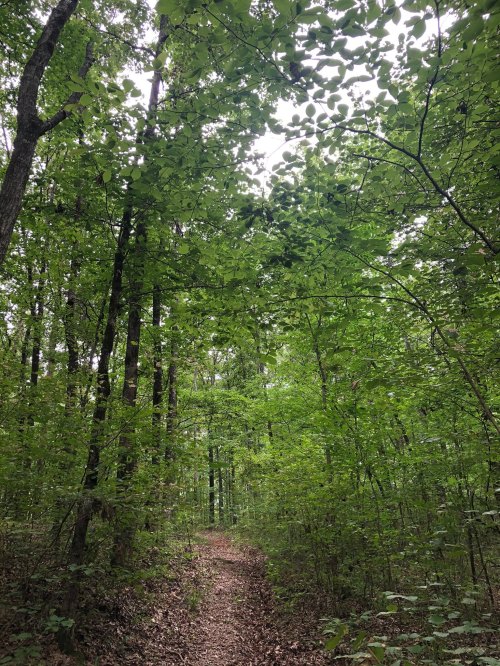 A narrow dirt path winds through a lush green forest, surrounded by tall trees and dense foliage.