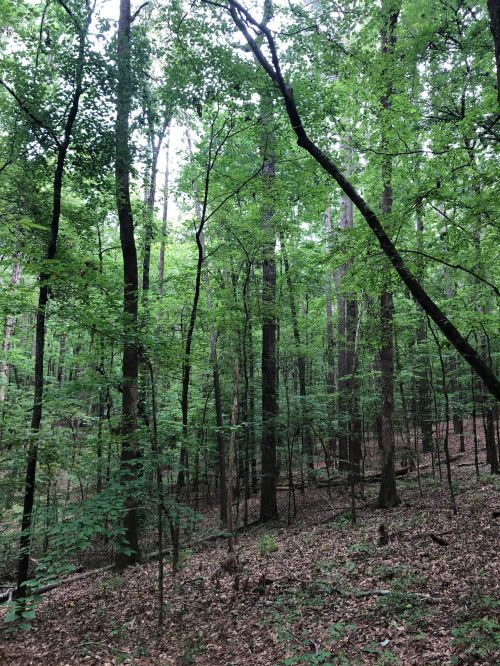 Lush green forest with tall trees and a carpet of leaves on the ground, creating a serene natural atmosphere.