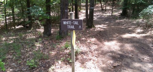 A wooden sign marking the White-Tail Trail in a wooded area, with a dirt path visible in the background.