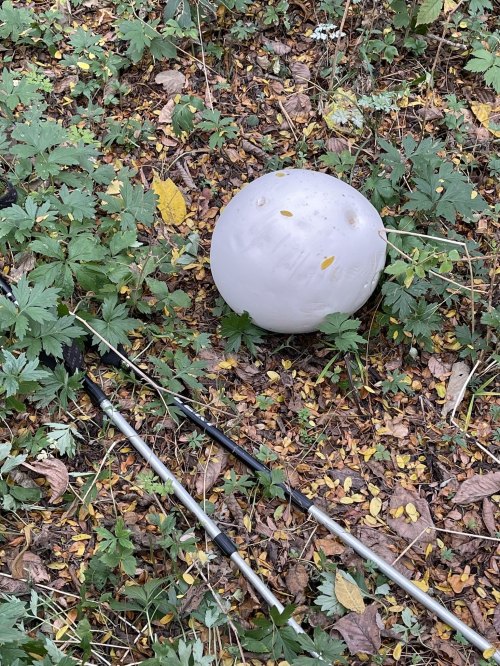A white spherical object lies on the ground among green leaves and fallen yellow leaves, with two walking sticks nearby.