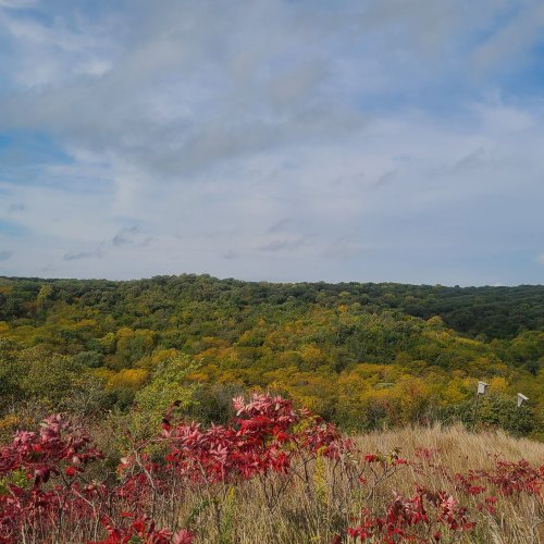 A scenic view of rolling hills covered in green and autumn foliage, with vibrant red plants in the foreground.
