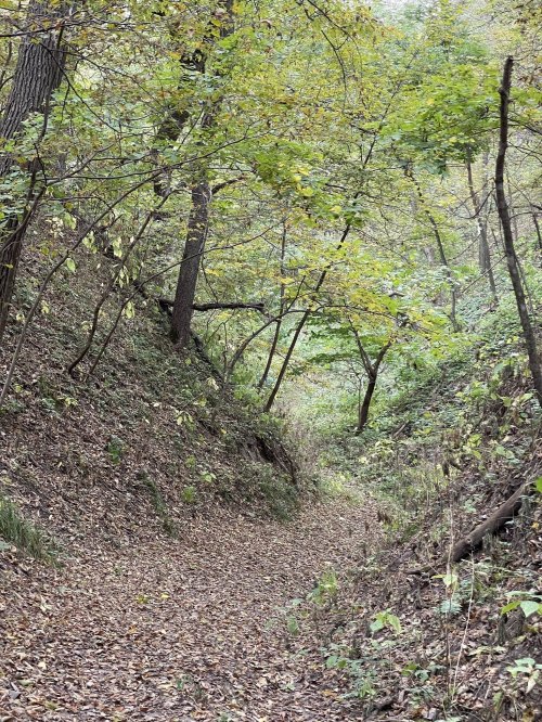 A narrow, leaf-covered path winds through a forest with green and yellow foliage on either side.