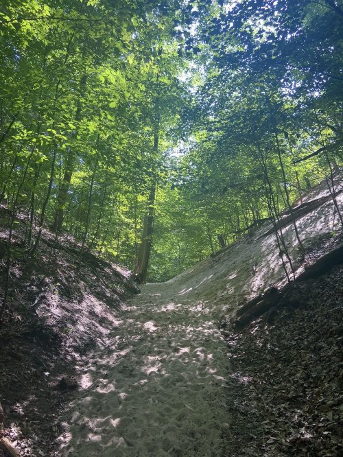 A sandy path winds through a lush green forest, with sunlight filtering through the trees above.
