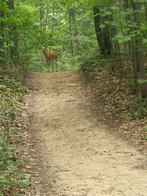 A deer stands on a sandy path surrounded by lush green trees in a forest.