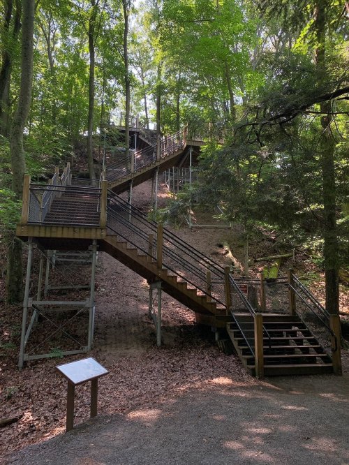 Wooden stairs lead up a forested hillside, surrounded by trees and a path covered in leaves.