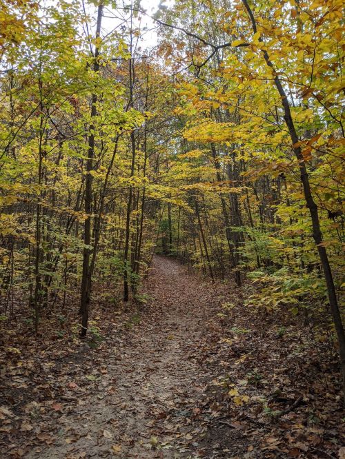 A winding dirt path through a forest with vibrant autumn leaves in shades of yellow and orange.