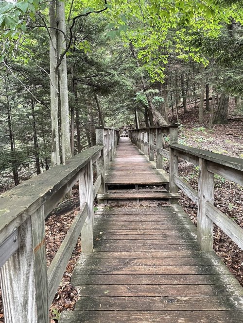 A wooden boardwalk leads through a lush, green forest, surrounded by trees and foliage.