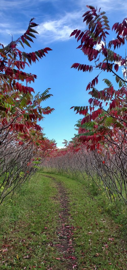 A narrow path lined with vibrant red-leaved trees under a clear blue sky.