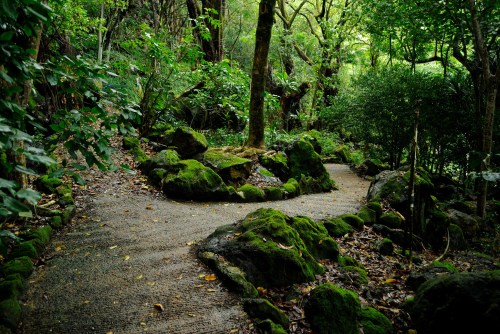 A serene forest path winding through lush greenery and moss-covered rocks.