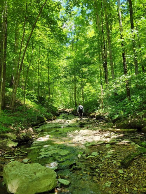 A person walks along a rocky stream surrounded by lush green trees in a vibrant forest.