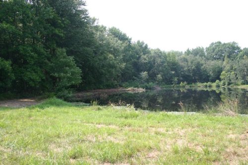 A serene pond surrounded by lush greenery and trees under a bright sky.