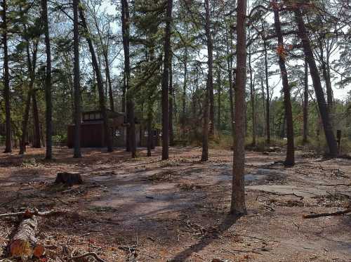 A clearing in a forest with scattered trees, fallen branches, and a small building in the background.