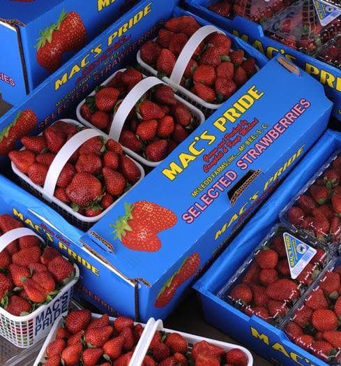 Baskets of fresh strawberries in blue and white packaging labeled "Mac's Pride."
