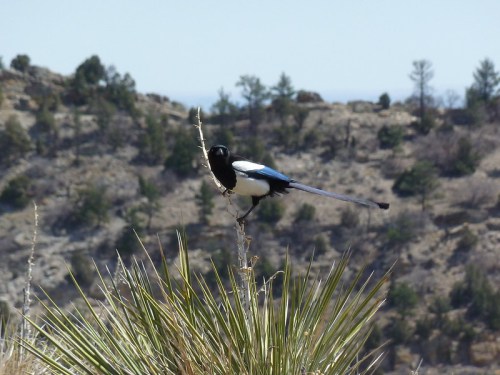 A black and white magpie perched on a spiky plant, with a blurred mountainous landscape in the background.