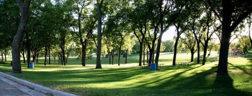 A serene park scene with lush green grass, tall trees, and soft sunlight casting shadows on the ground.