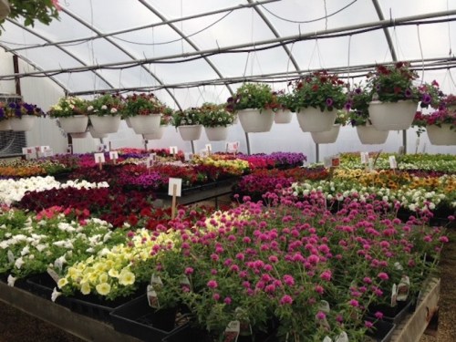 A vibrant greenhouse filled with colorful hanging and potted flowers in various shades and types.