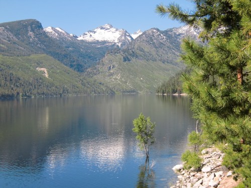 A serene lake surrounded by mountains, with a single tree in the water and lush greenery along the shore.