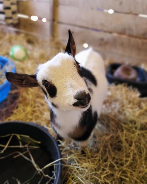 A curious black and white goat kid stands in a straw-filled barn, looking towards the camera.