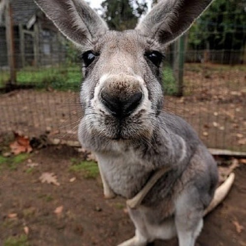 A close-up of a kangaroo's face, showcasing its large ears and curious expression in a natural setting.