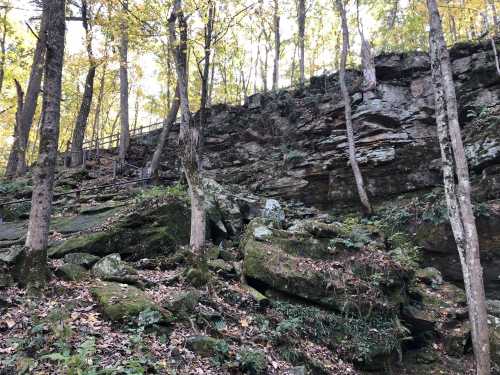 A rocky hillside covered in autumn leaves, with trees and a cliff in the background.