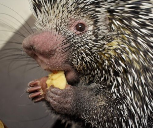 A close-up of a porcupine eating a piece of food, with its quills and facial features clearly visible.