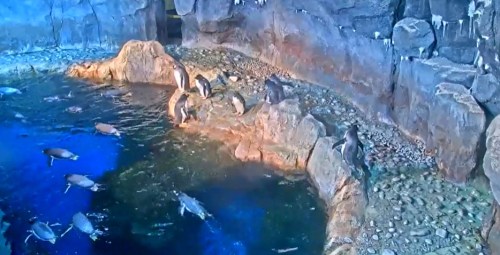 A group of penguins on rocks near a pool of water, with more penguins swimming in the water below.