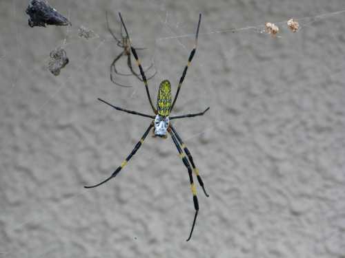 A close-up of a large spider with yellow and black markings, hanging in its web against a textured background.