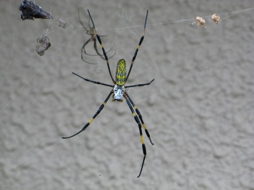 A close-up of a large spider with yellow and black markings, hanging in its web against a textured background.