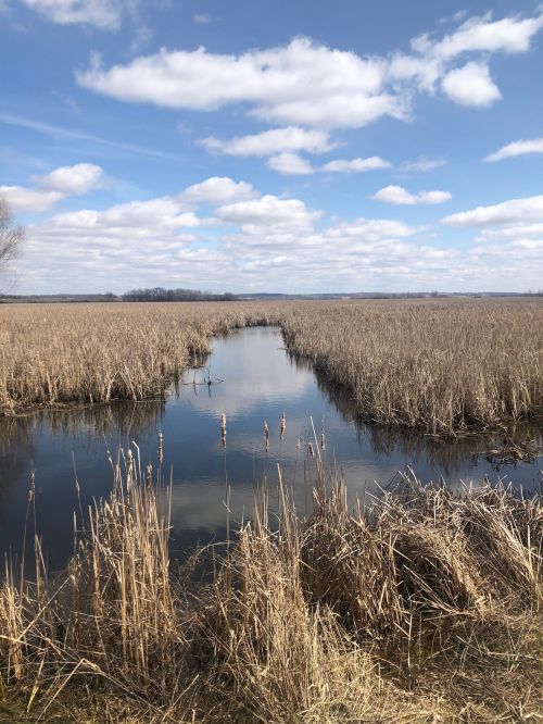 A serene wetland scene with tall grasses, a calm waterway, and a blue sky dotted with fluffy clouds.