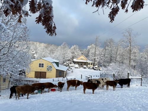 A snowy farm scene with cows grazing in the foreground and a cozy house surrounded by trees in the background.