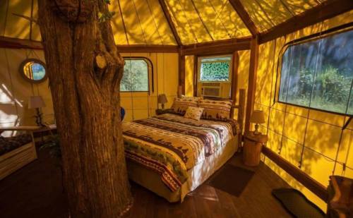 Cozy interior of a glamping tent featuring a bed, tree trunk, and warm yellow walls with natural light filtering in.