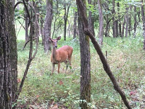A deer stands among trees in a lush, green forest, surrounded by tall grass and foliage.