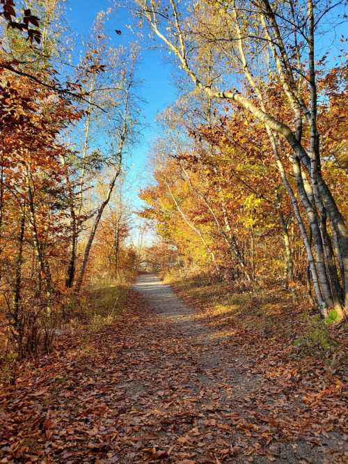 A serene path through a forest with vibrant autumn leaves and clear blue skies.