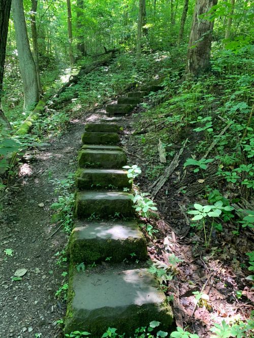 Stone steps lead up a wooded trail, surrounded by lush green foliage and trees.